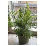 Parlor Palm