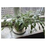 Christmas Cactus