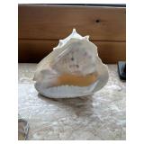 Queen Conch shell