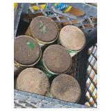 Oil Cans