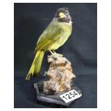 Vintage Taxidermy
