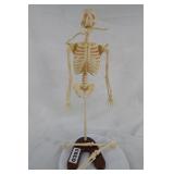 Plastic Skeleton Model