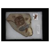 Turtle & Fish Fossil Jurassic Manchurochelys crypt