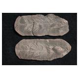 Annularia Stellata 3 3/4' Mazon Creek Split Fossil