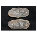 Astrophyllites 2 5/16' Mazon Creek Split Fossil No