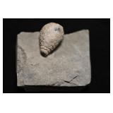 Holocystites scutellatus Silurian Osgood Shale Nap