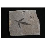 Athyana Hayden II Upper Eocene Florissant Beds Flo