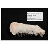 Oreodont Teeth Merycoidodon culbertsoni Oligocene