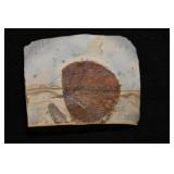 Zizyphoides Leaf Fossil from the Paleocene epoch o