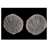 Anularia Mazon Creek 1 13/16' Split Nodule Fossil