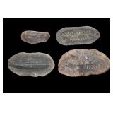 4 Mazon Creek Fossils 2 15/16' largest.