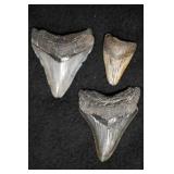 3 Megalodon Shark Teeth 2 3/4' Longest.