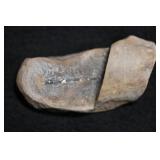 Annularia Stellata Leaf Fossil Carbondale Formatio