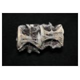 Fish Vertebrae Cimolichthys Cretaceous Niobrara Fo