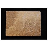 Manganese Dendrites Jurassic Solnhofen Germany.