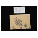 Manganese Dendrites Jurassic Solnhofen Germany.