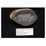 Macroneuropteris Scheuchzeri Pennsylvanian Carbond