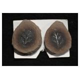 Pagiophyllum Mazon Creek 1 5/8' Fossils.