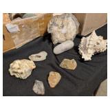 ASSTD PETRIFIED WOOD, SEA SHELLS, ROCKS