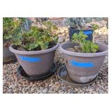 2PC POTTED GERANIUMS IN PLASTIC POTS