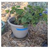 POTTED GERANIUM IN PLASTIC POT