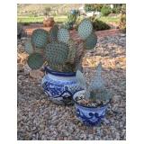 2PC BLUE/WHITE TALEVERA POTTED CACTI