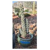 GHOST WHITE BOOBIE CACTUS, GREEN GLAZED POT