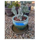 CACTUS IN GREEN GLAZED POT