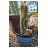 COLUMNAR CACTUS IN GLAZED POTTERY PLANTER