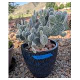 CACTUS IN BLUE GLAZED PLANTER
