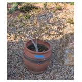 TERRACOTTA PLANTER W/PLANT