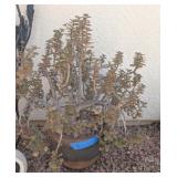 POTTED JADE PLANT