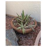 POTTED AGAVE LOPHANTHA PLANT