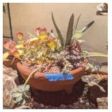ASSTD POTTED SUCCULENTS IN TERRACOTTA POT
