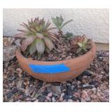 ASSTD SUCCULENTS IN TERRACOTTA POT