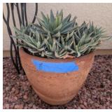 SPIDER ALOE IN TERACOTTA POT