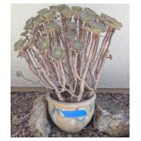 AEONIUM ARBOREUM IN  CERAMIC POT