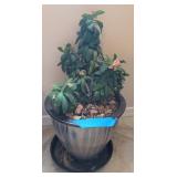 LIVE POTTED PLANT #2, CROWN OF THORNS