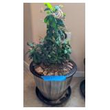 LIVE POTTED PLANT #1, CROWN OF THORNS