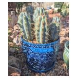CACTUS IN BLUE GLAZED PLANTER W/UNDER PLATE