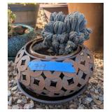 MING THING CACTUS IN GLAZED CERAMIC POT INSIDE A