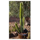 SENITA CACTUS IN PLASTIC PLANTER W/LAVA ROCKS