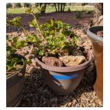 GERANIUM IN PLASTIC PLANTER