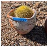 GOLDEN BARREL CACTUS IN TERRACOTTA PLANTER