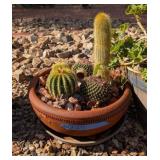 CACTUS ASSORTMENT IN TERRACOTTA PLANTER