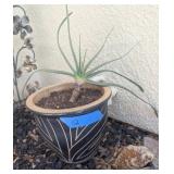 POTTED ALOE PLICATILIS