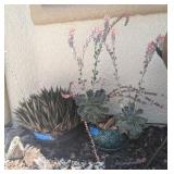 2PC POTTED SUCCULENTS, ECHEVERIA, HAWORTHIA