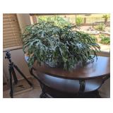 CHRISTMAS CACTUS IN PLANTER-LIVE PLANT &
