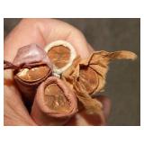 Uncirculated Cent Rolls 1959 D, 62 D, 68 D & 76 D