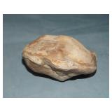 Ancient Fossilized Clam/Muscle/Oyster